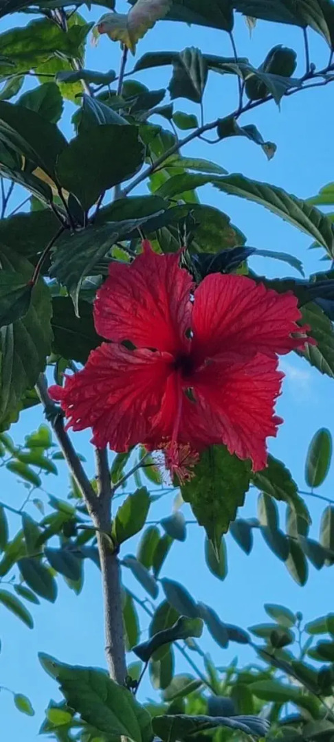 T2 tropical en bord de piscine à 100m de la mer