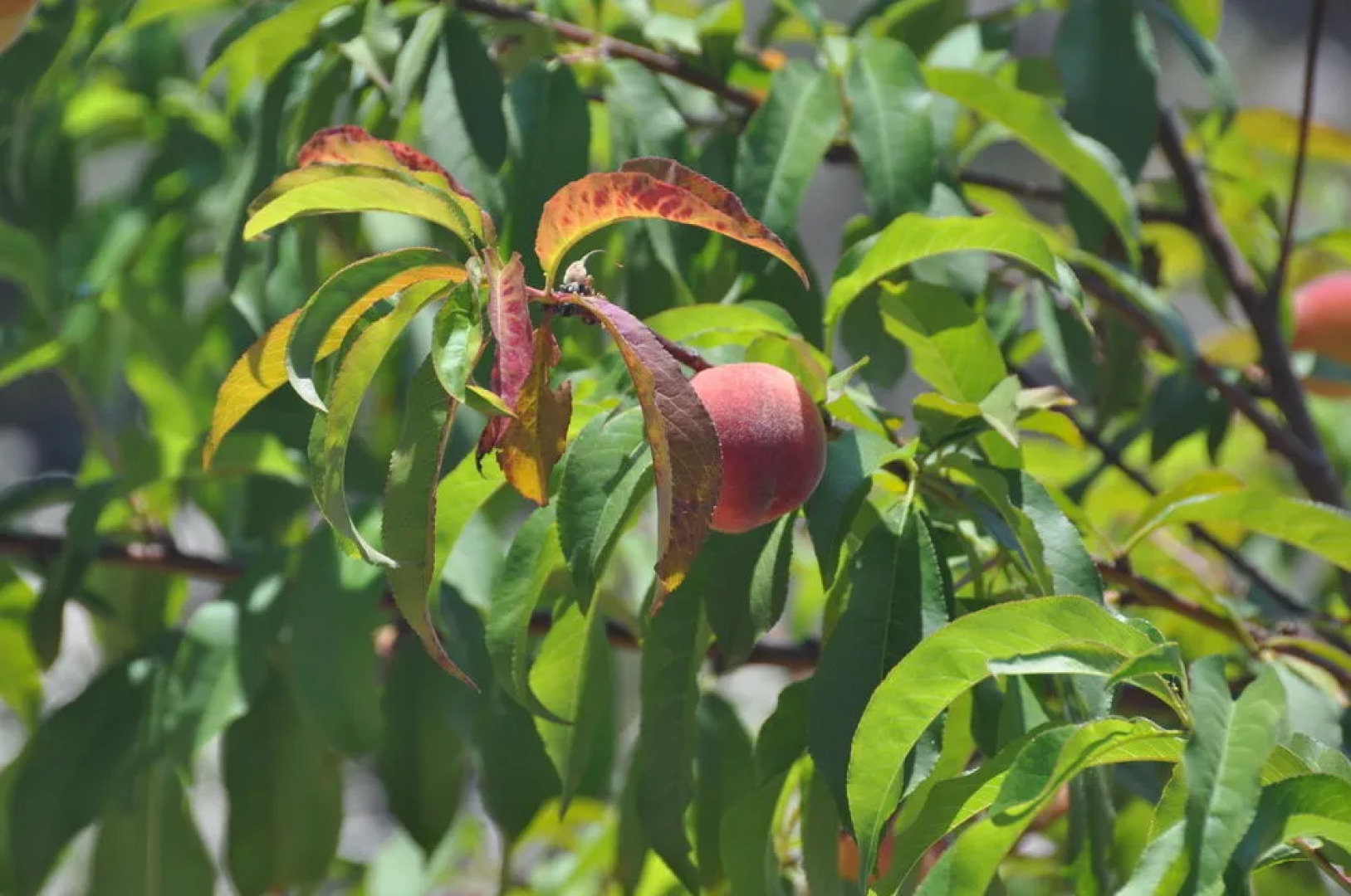 Sa Campaneta Agroturismo