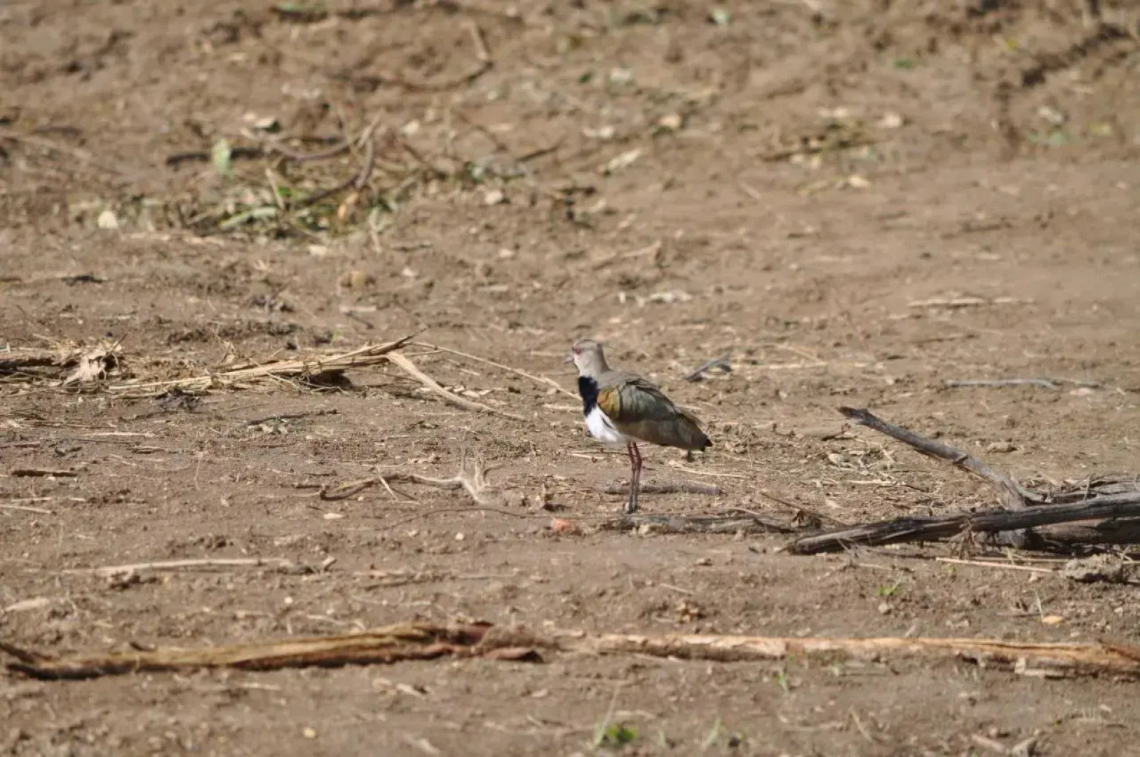 The Leatherback Lodge