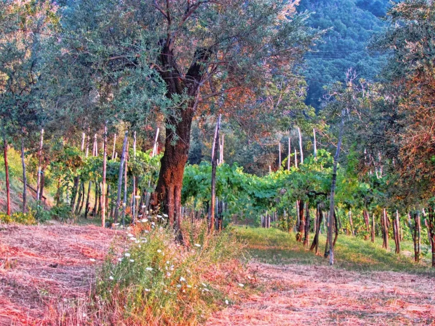 Studio in Gragnano, With Wifi - 4 km From the Beach