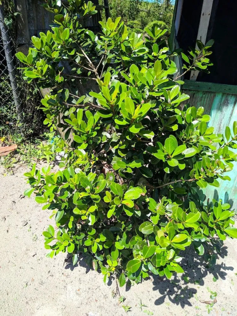 Pousada e camping do Márcio