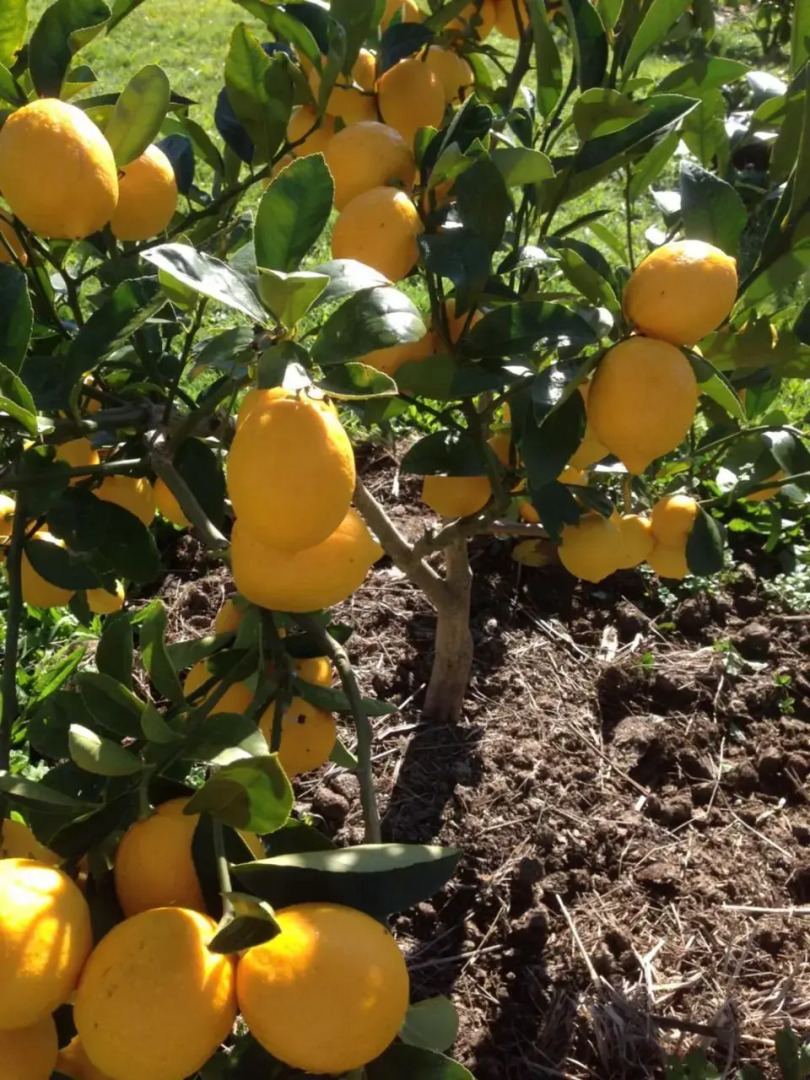 Pilgrims Rest (Adults Only)