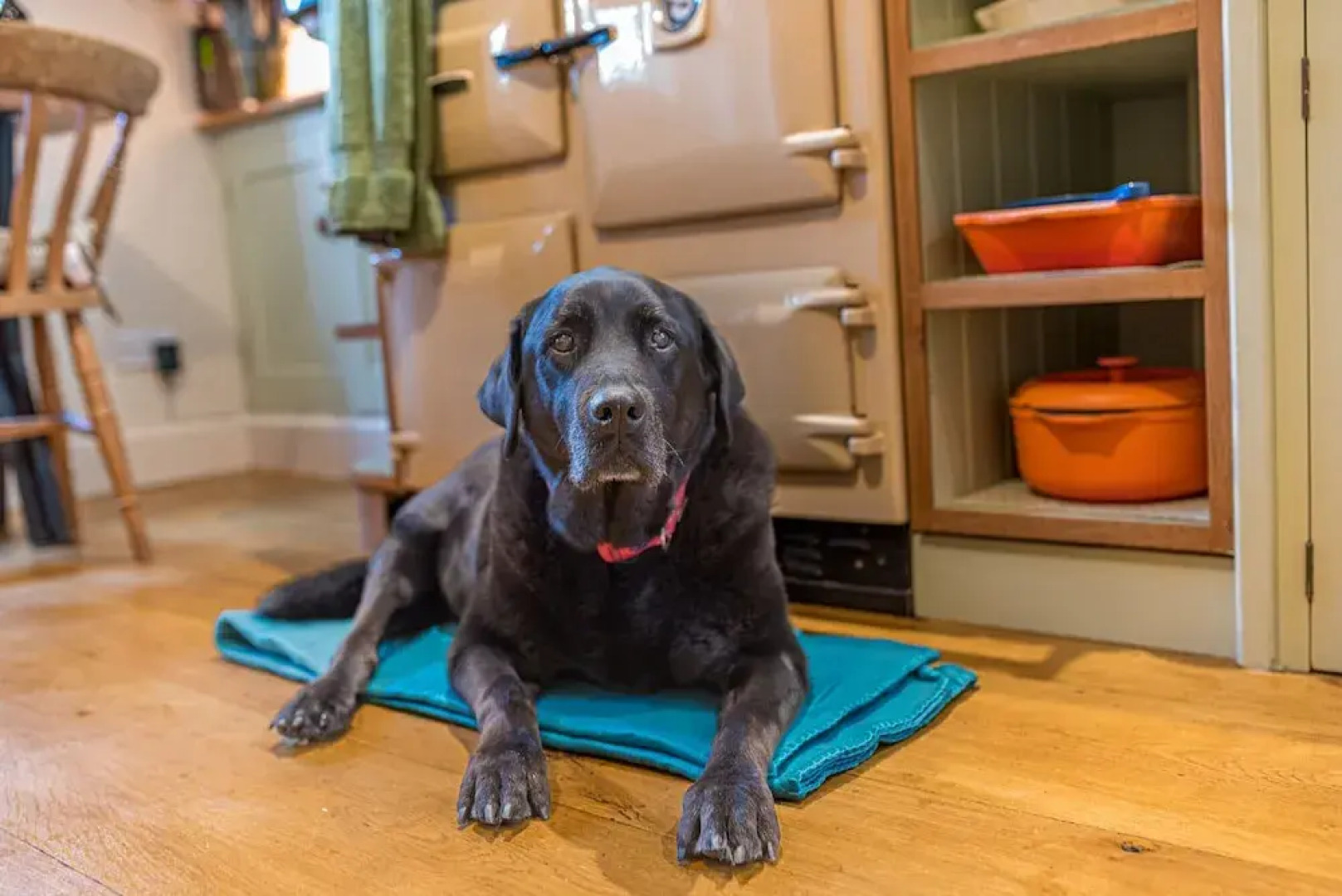 Cosy Dog Welcoming, Countryside Retreat