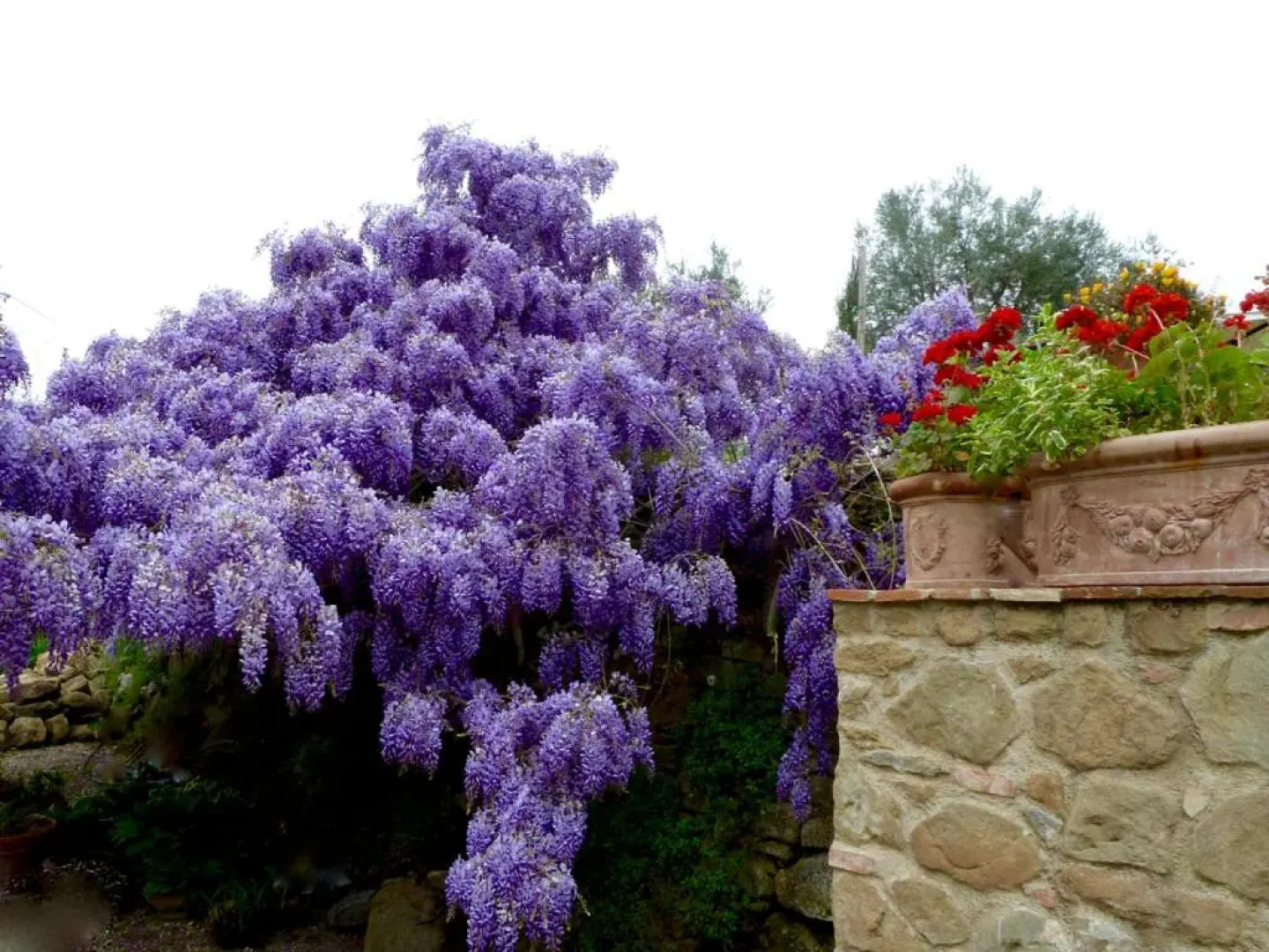 Ventena Vecchia Antico Frantoio