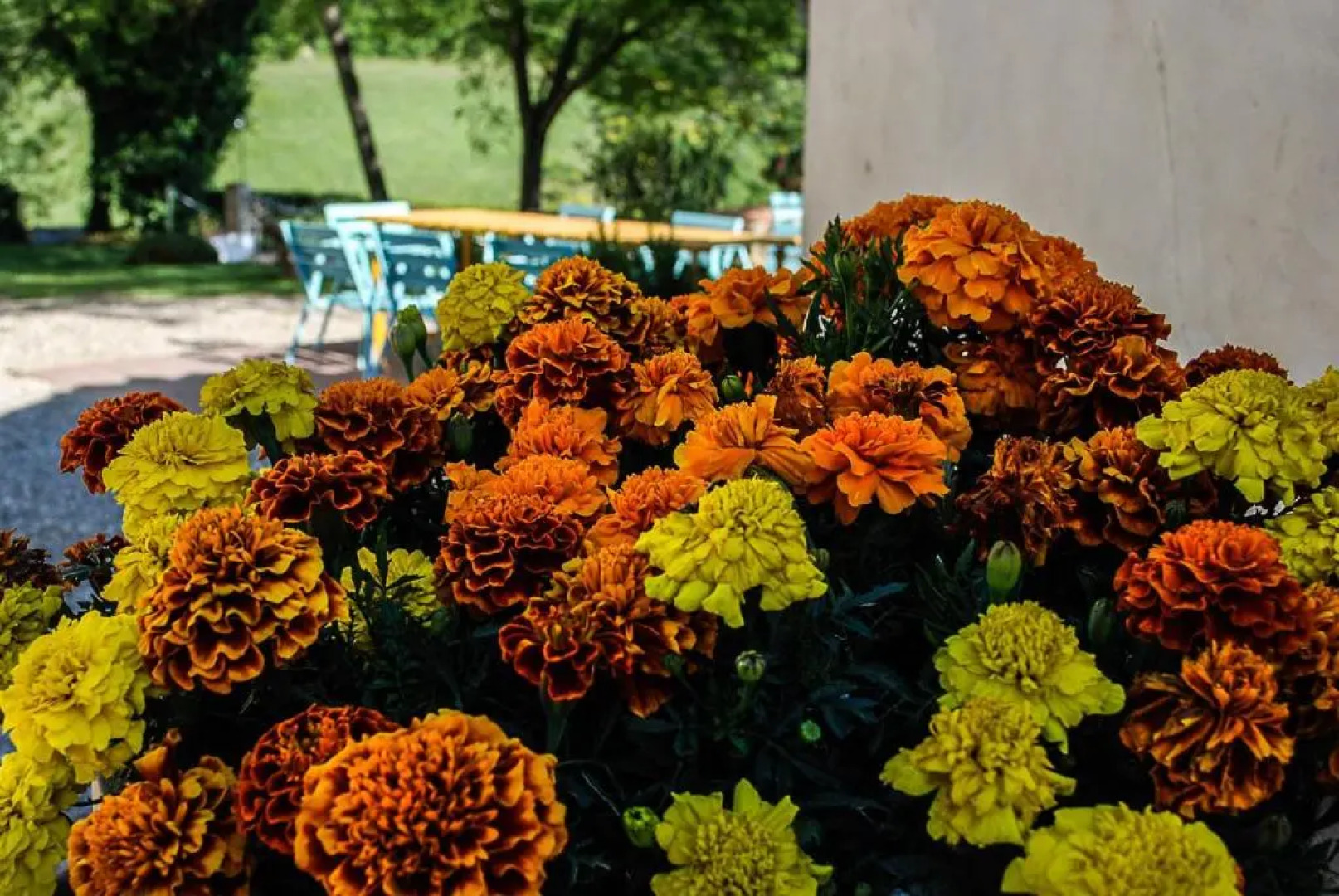 Bio-Agriturismo La Ginestra