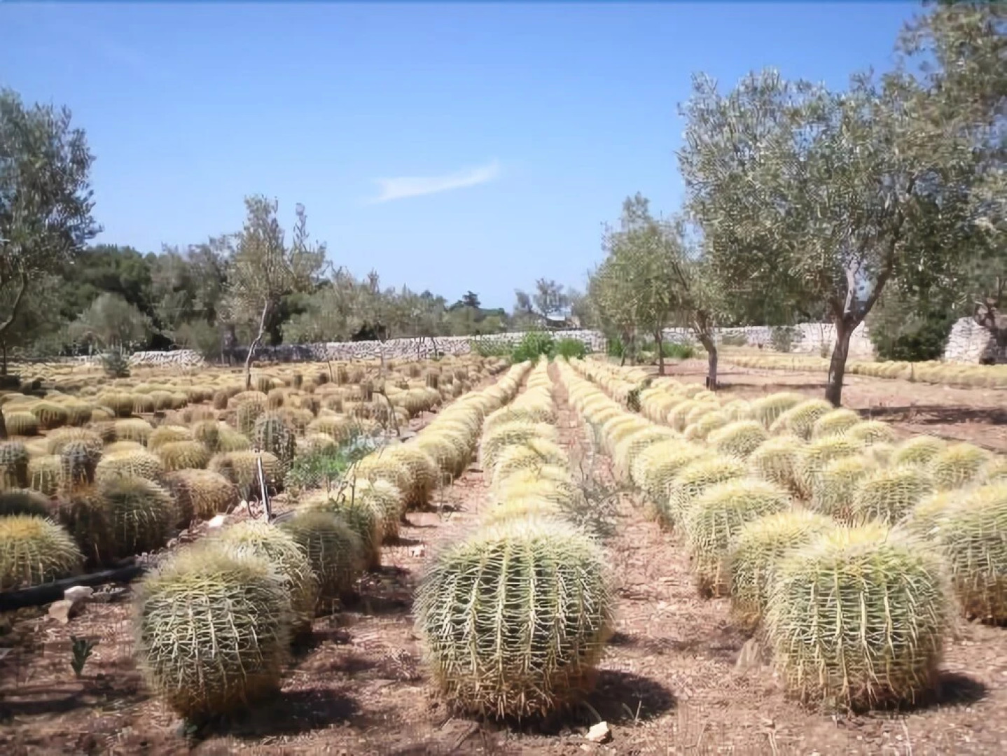 Dimore del Valentino