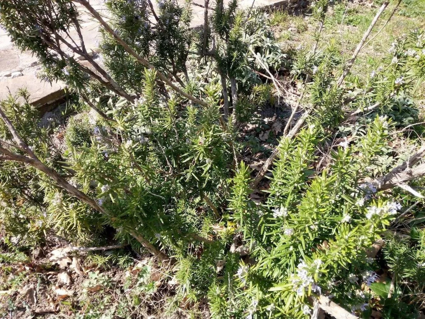 Parco dei Crisciuni Villaggio Camping