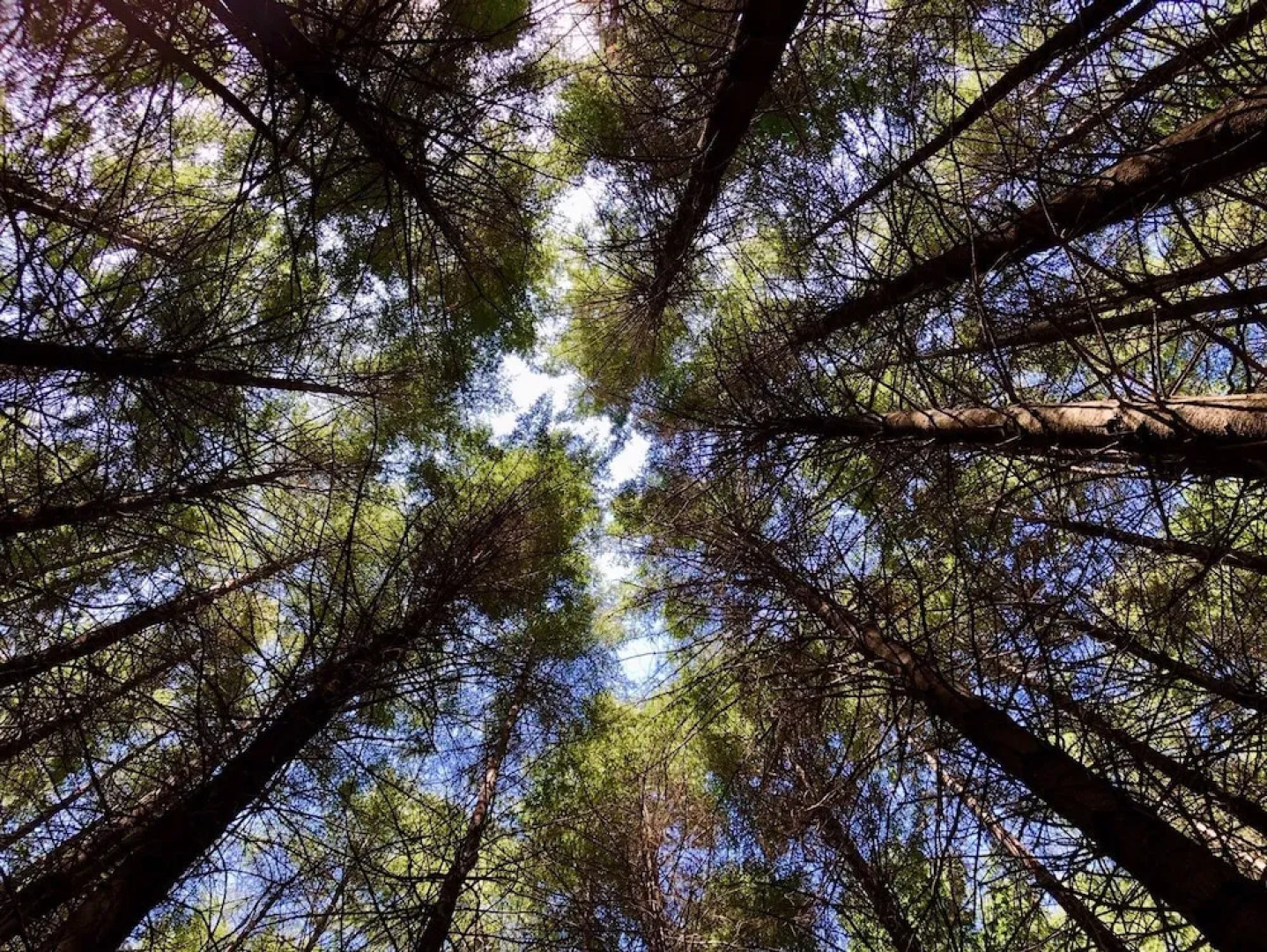 Dam It Getaway- Homestead