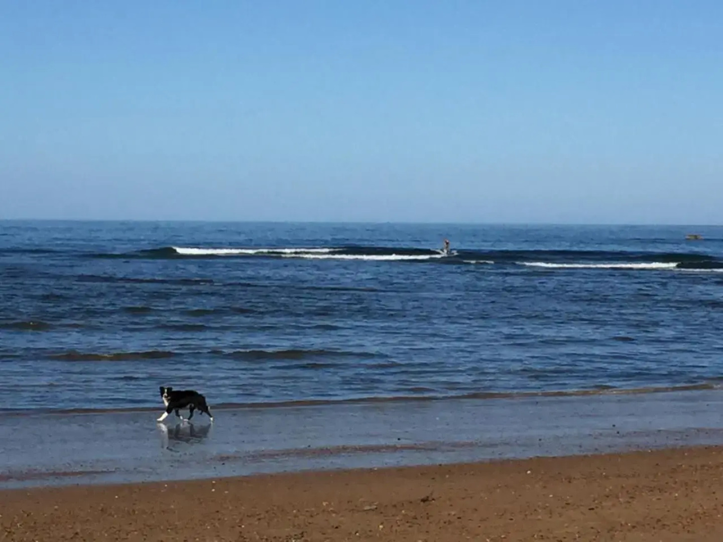 Penguin Seaside Homestay