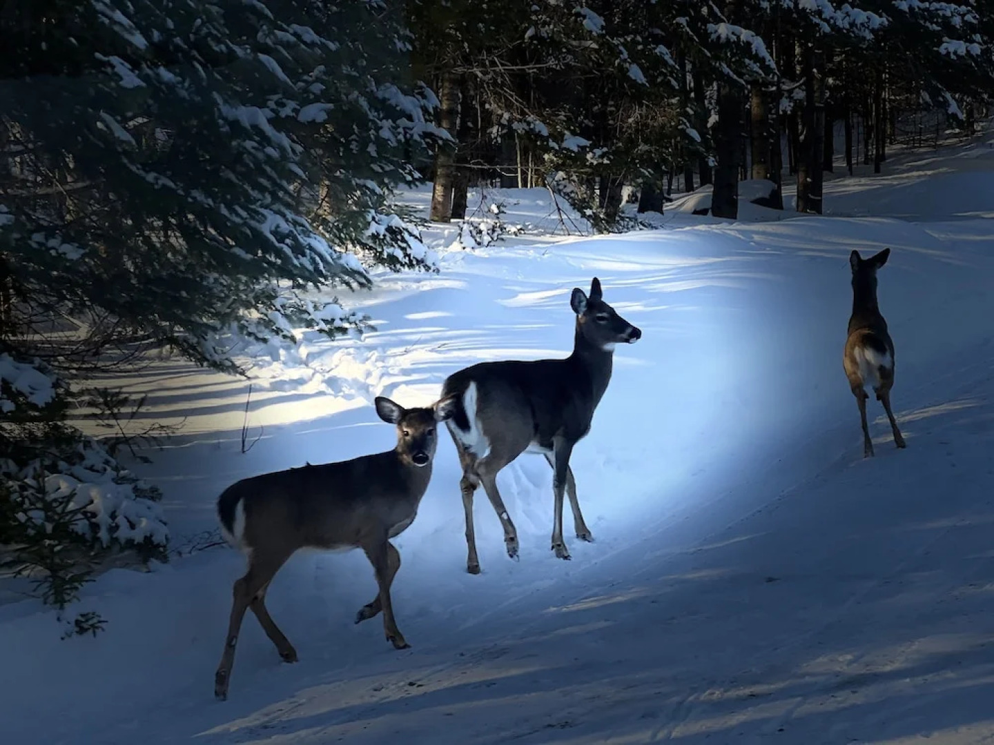 Room in Lodge - Beach Club Hotel st Emilie Energie Lake Mountain No6375
