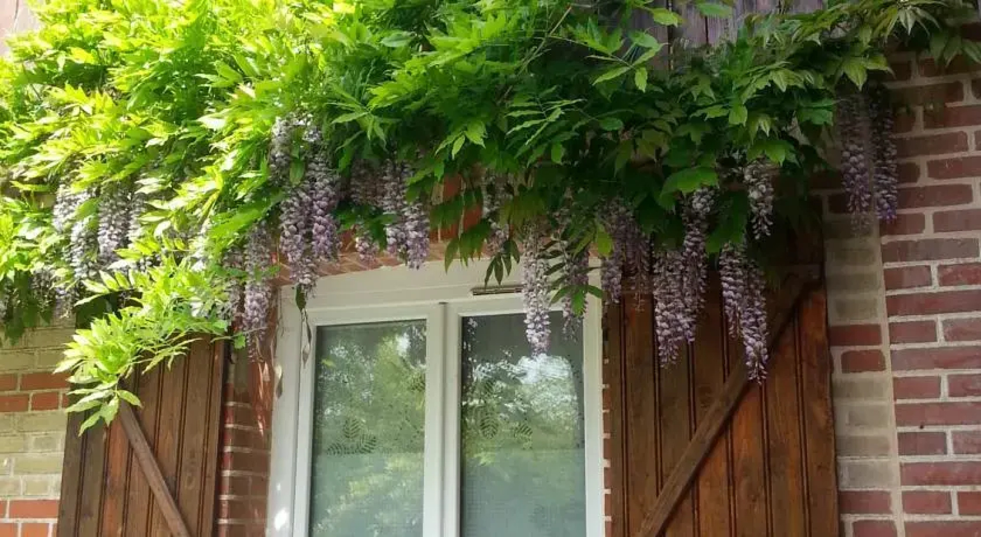 La Glycine