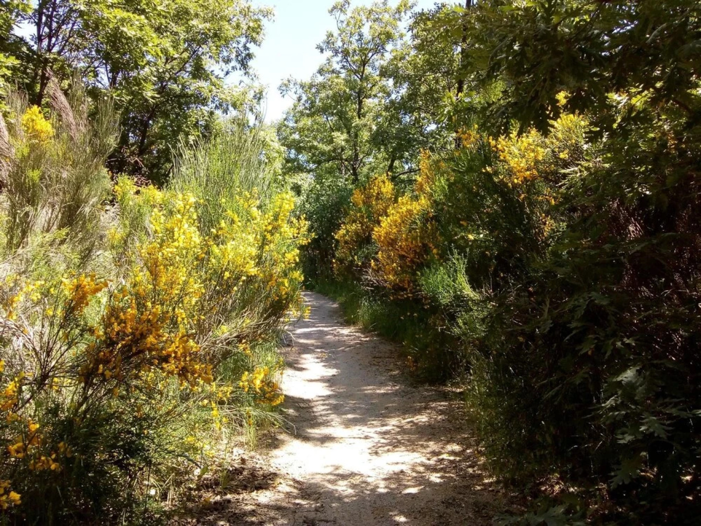 Apartment With one Bedroom in Cercedilla, With Wonderful City View - 7