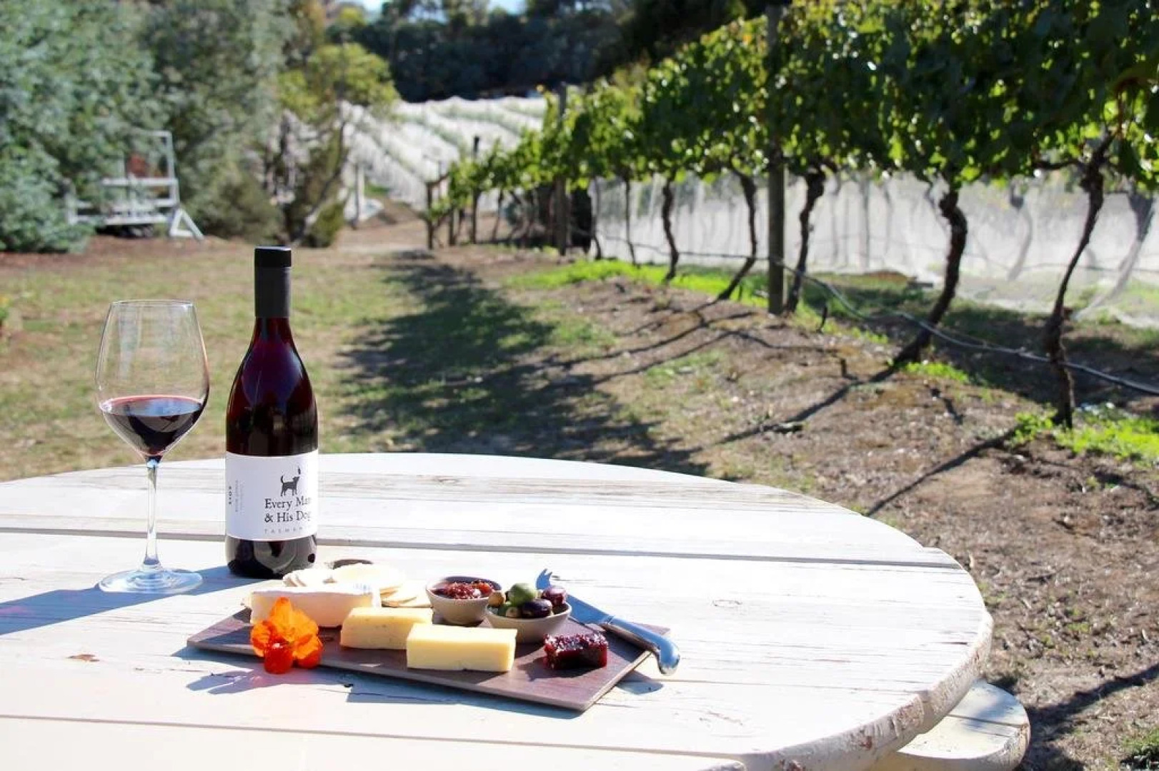 Every Man and His Dog Vineyard