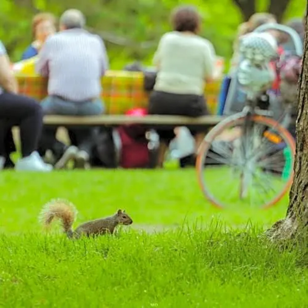 Pied-A-Terre Mont-Royal