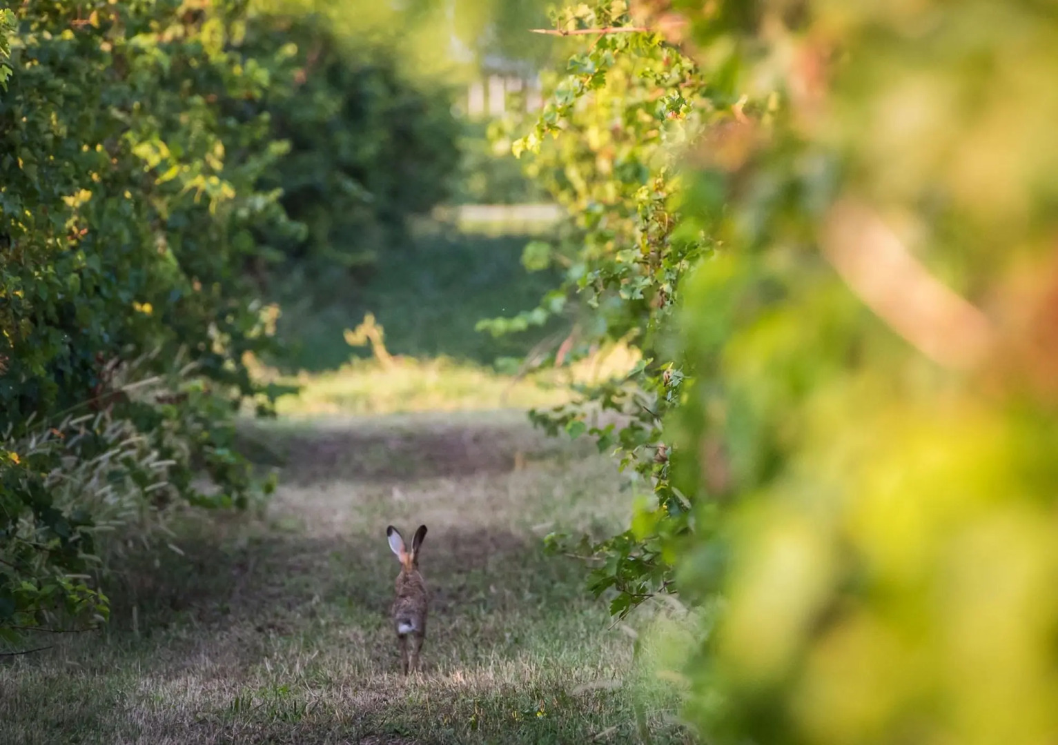 Tigli apartment with two bedrooms and one bathroom on the second floor with 4 metre glass window (apartment 6)