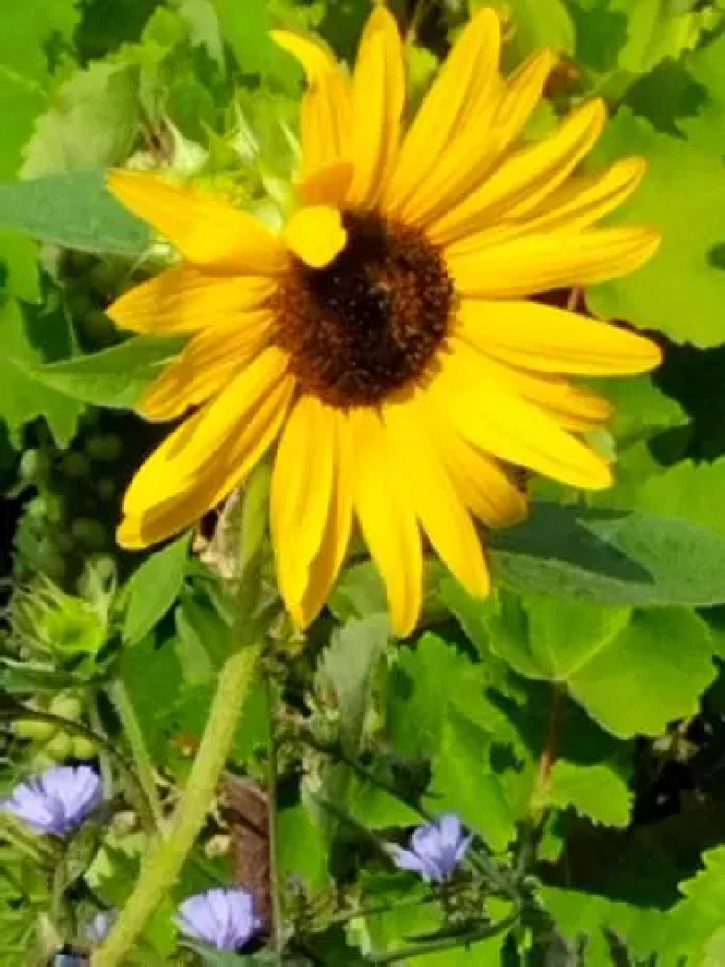 Villa Anta house by the sea