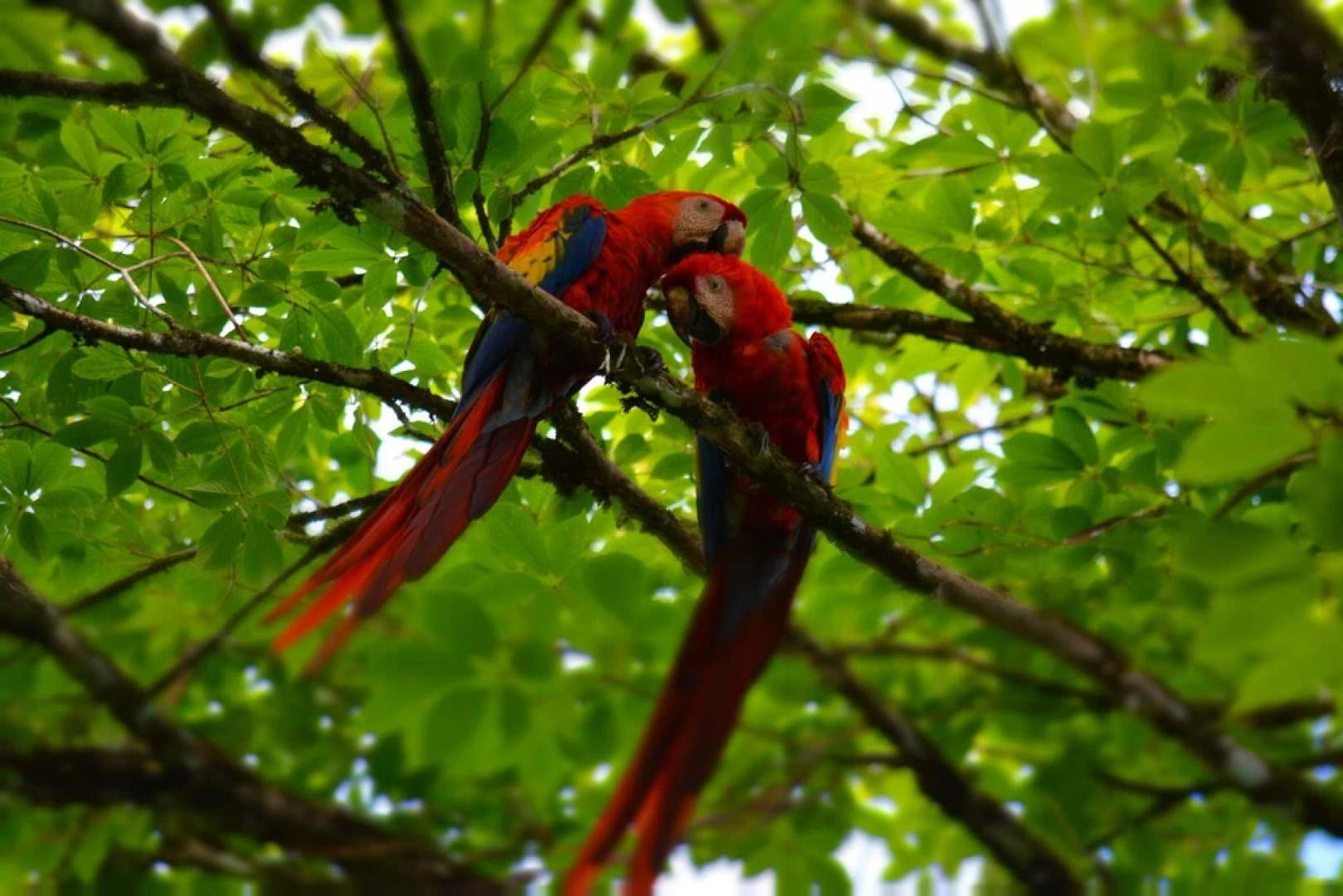 Albergue La Laguna Corcovado Park