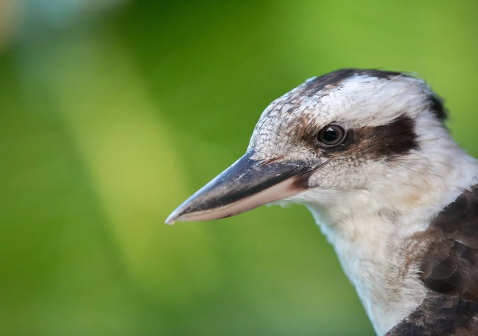 Daintree Wild Zoo & B&B