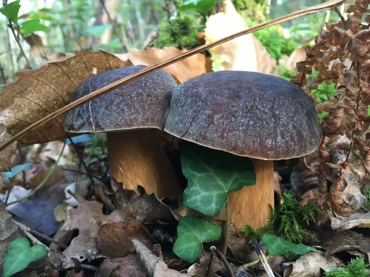 KIMOPASSION - L'Espace K