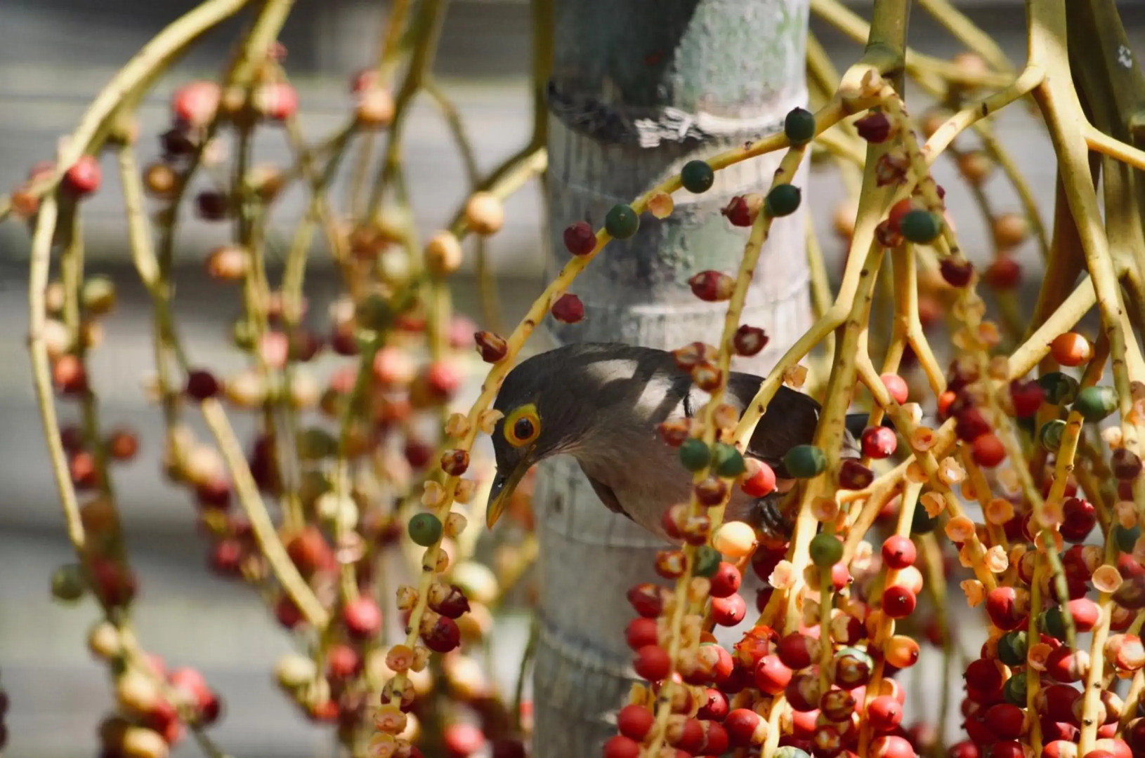 Studio Frangipani dans Villa Fleurs des Iles