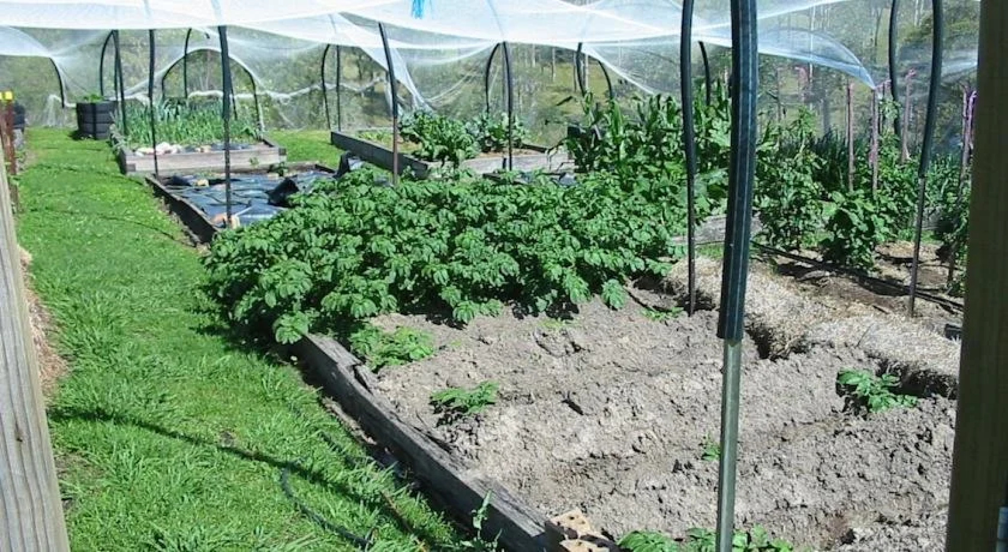 Lavender Grove Farm Bb