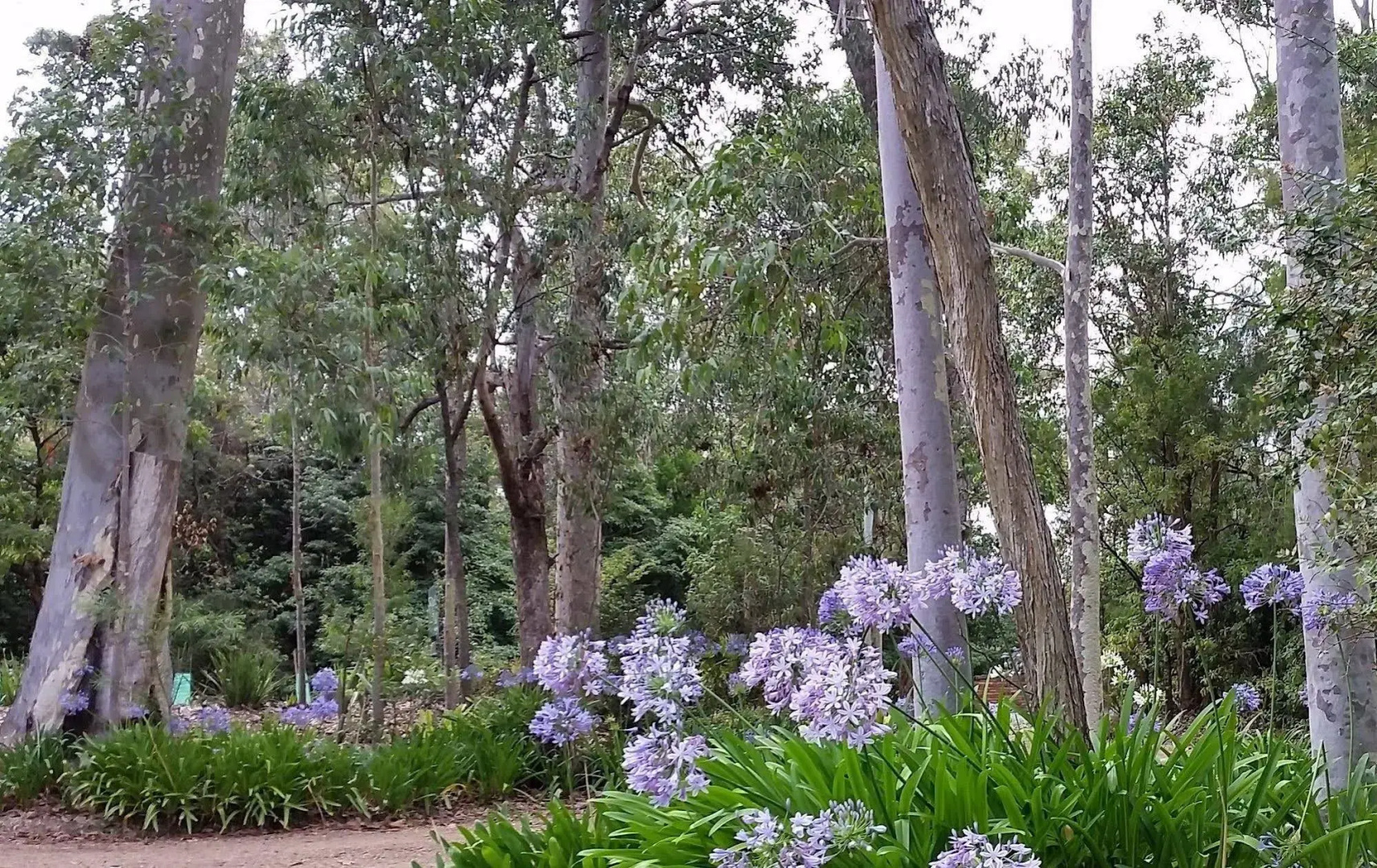 Bellbird Cottage B&B