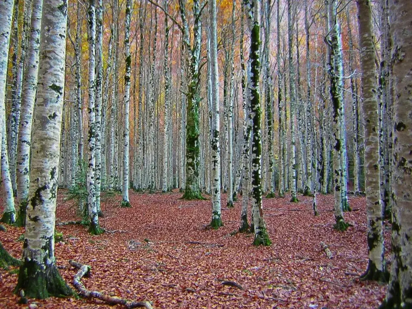 Majada De Sigueruelo