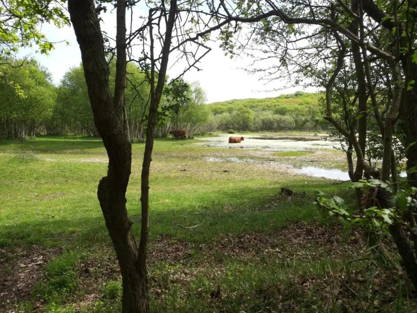Zomerhuis De Zeedistel