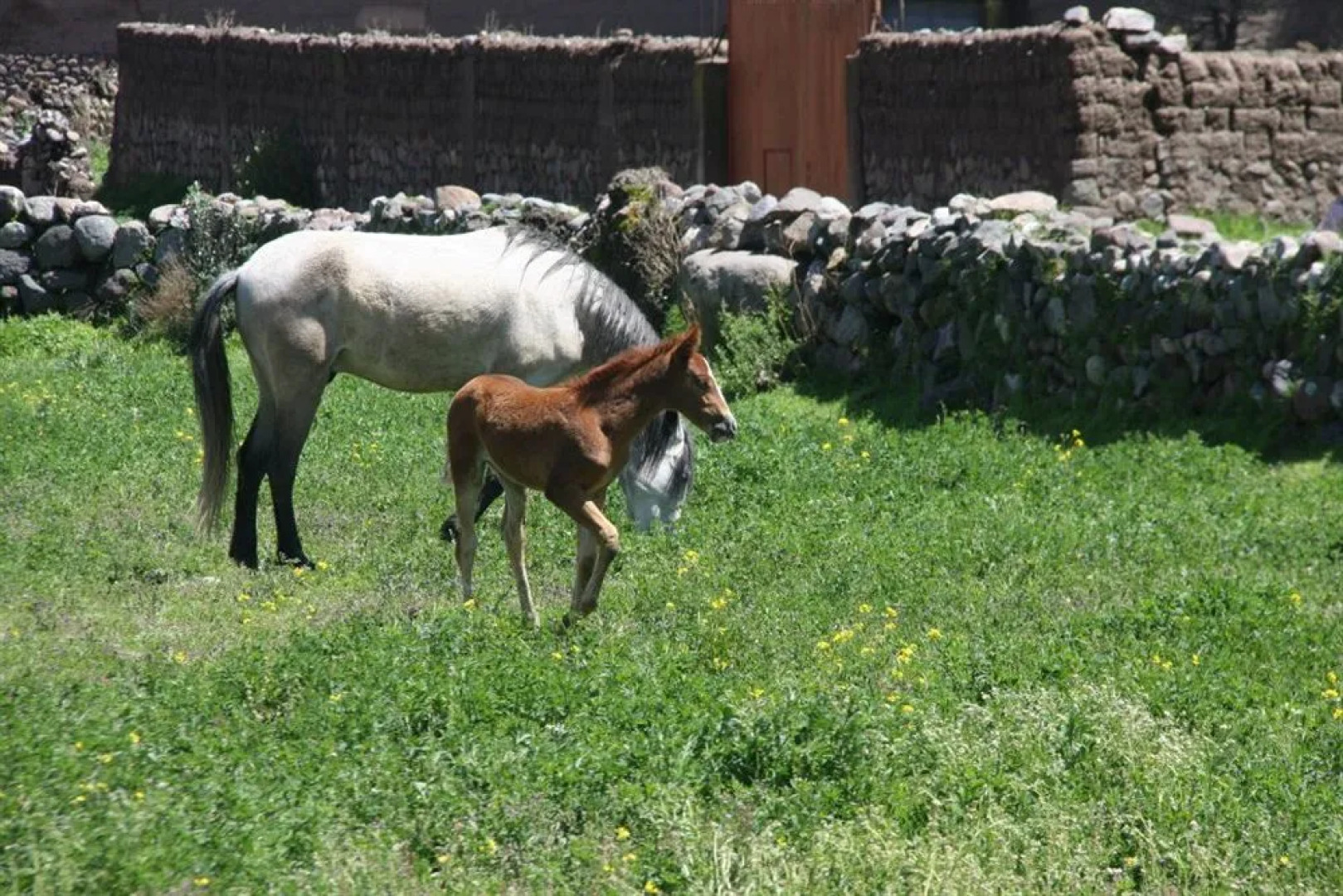 Hostería Caballeriza Tradición Colca