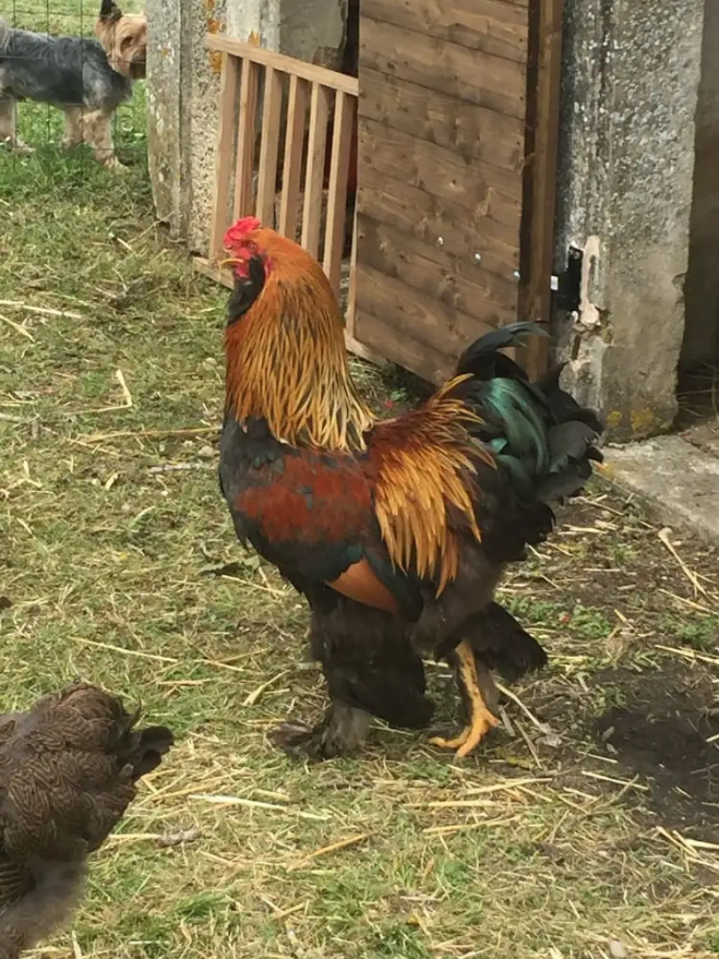 Le Relais de la Chouette