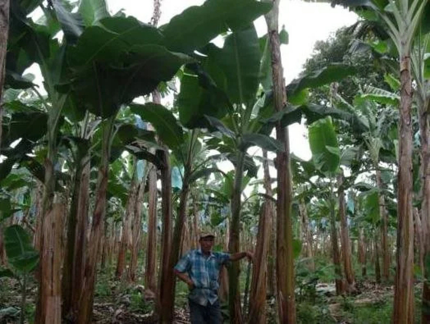 Hotel Veraneras del Quindío