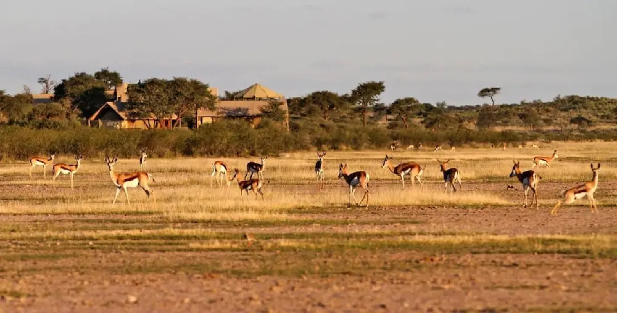Suricate Tented Lodge