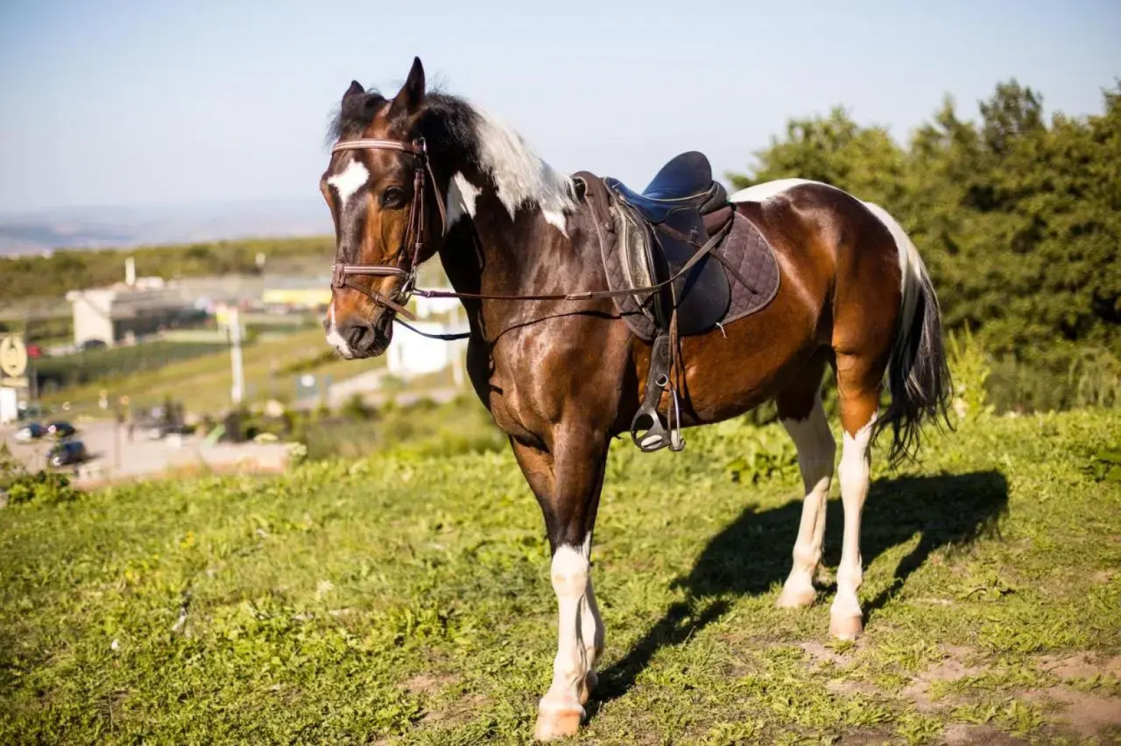 Wonderland Cluj Resort