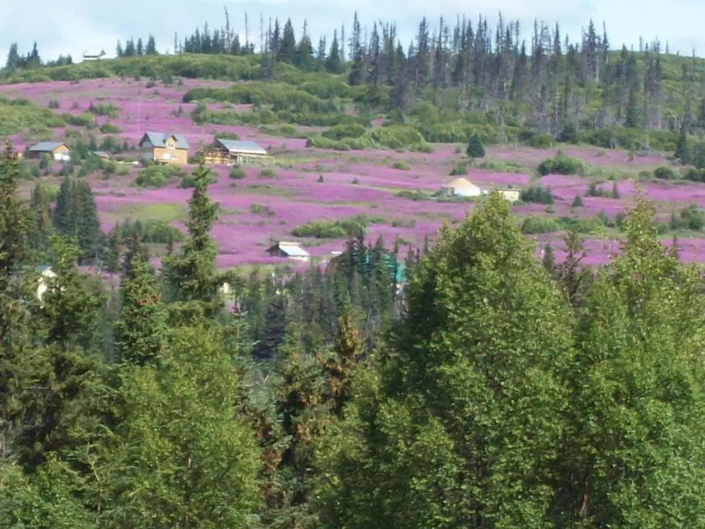 Knob Hill Guest House