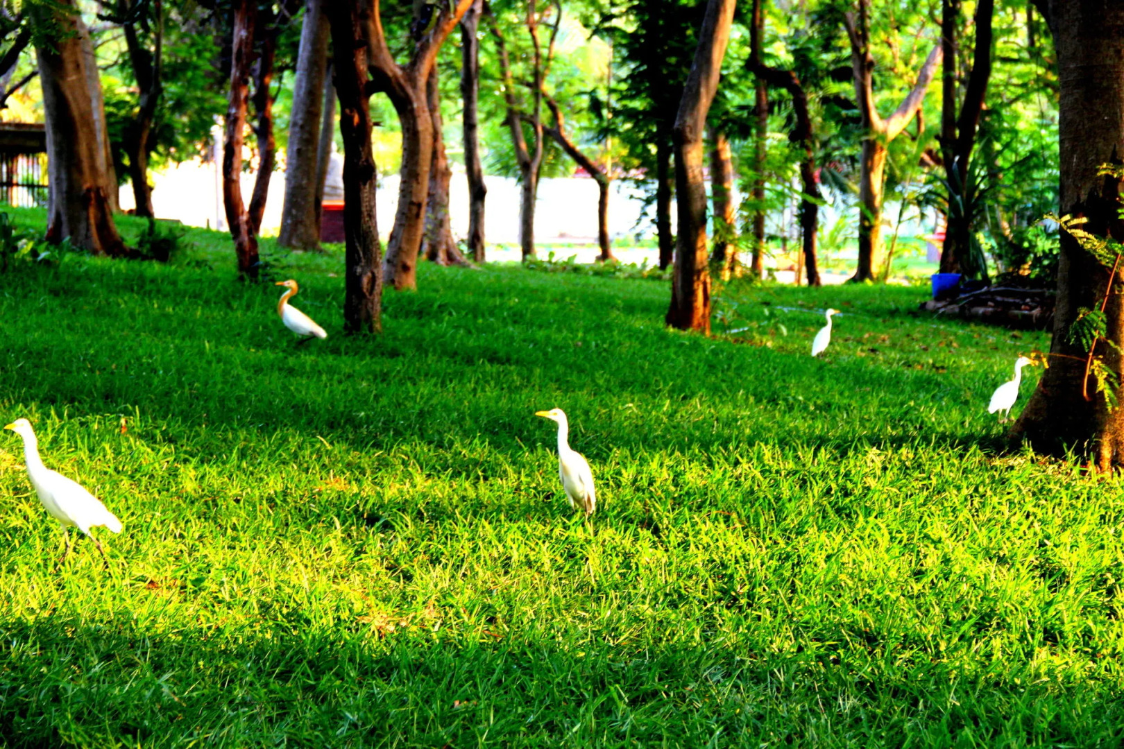 VGP Golden Beach Resort