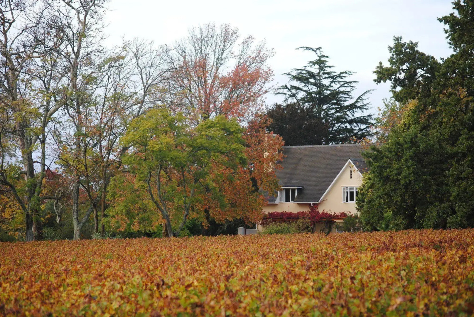 Belfield Wines and Farm Cottages
