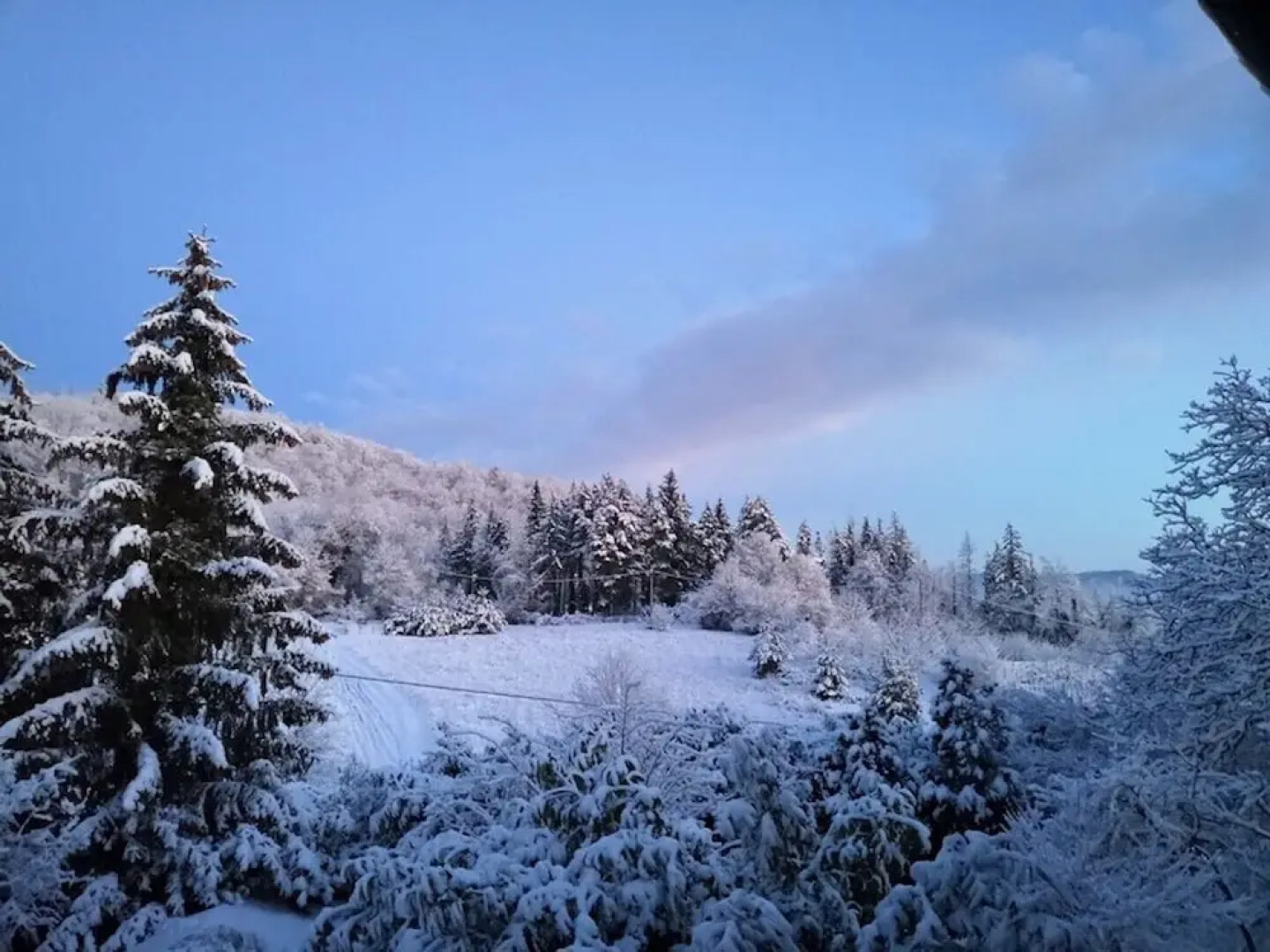 Villa Porcigliano Olive Grove