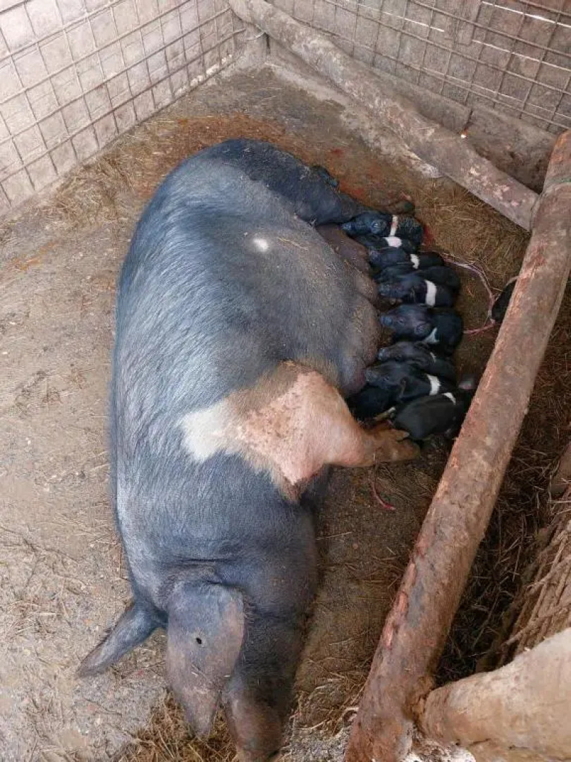 Romitorio di Castiglione del Lago