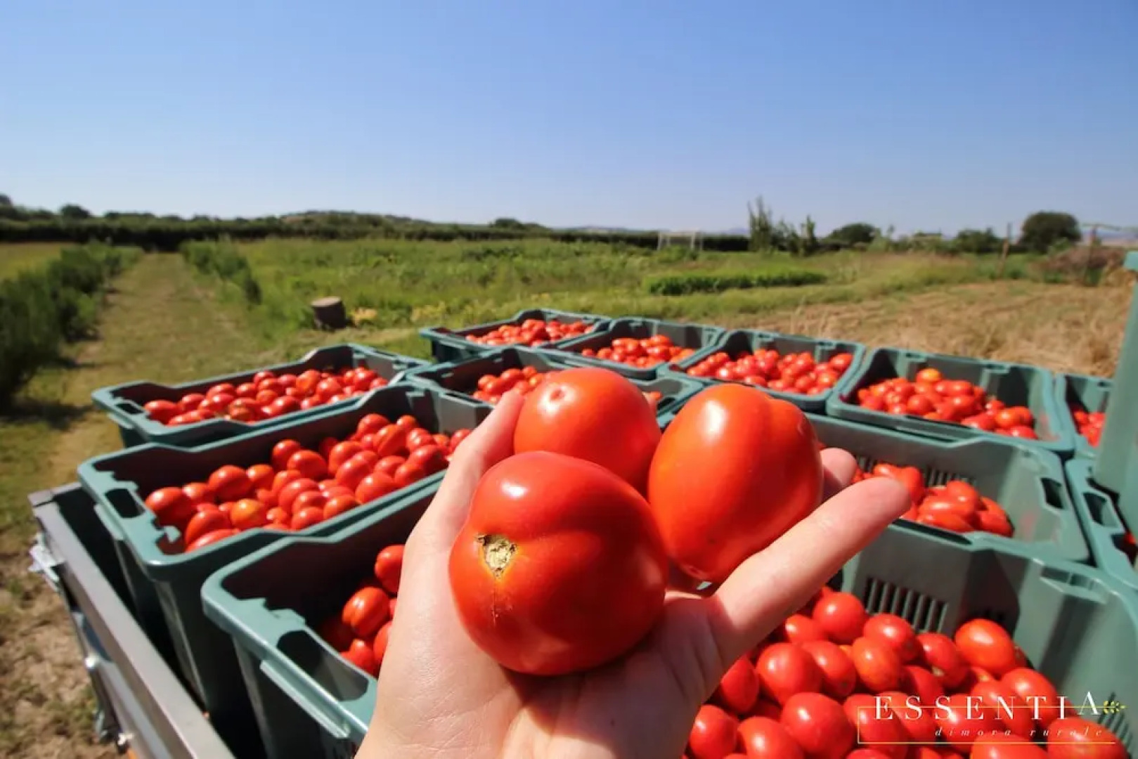 Agriturimo Essentia Dimora Rurale