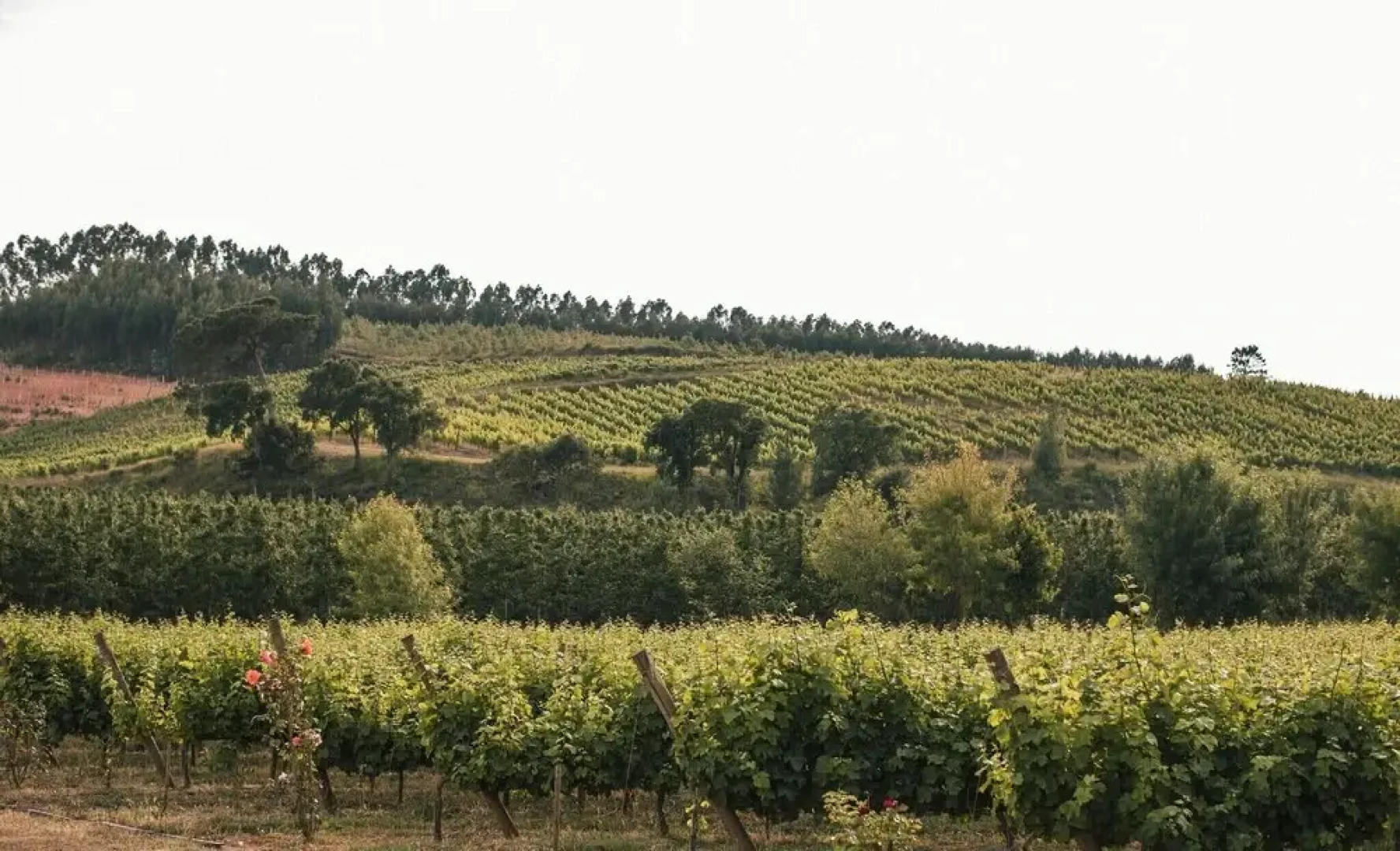 Quinta do Porto Nogueira