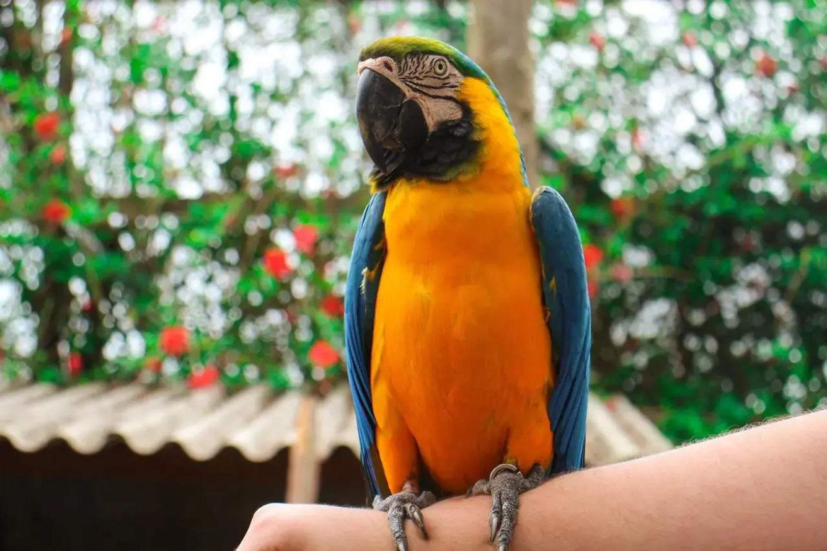 São Pedro Thermas Resort