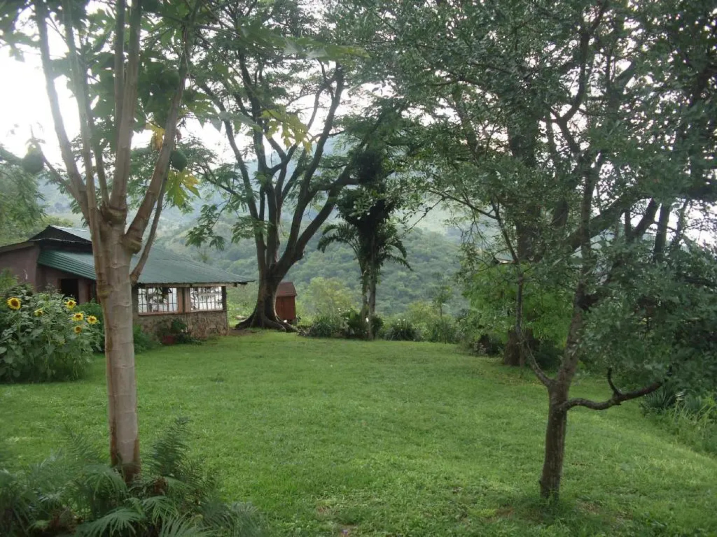 Bushwhacked Barberton