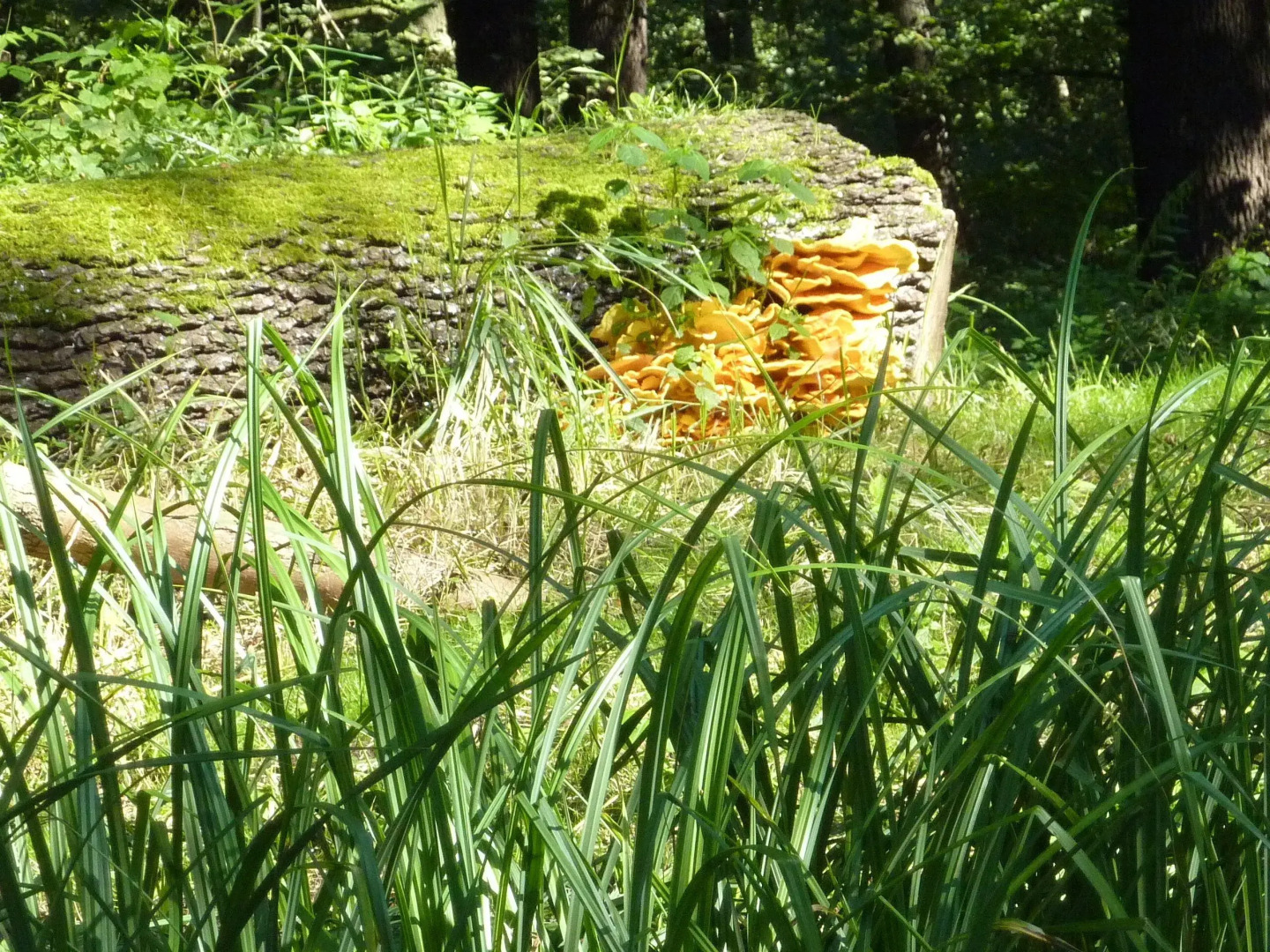 Spreewald - Pension Spreeaue