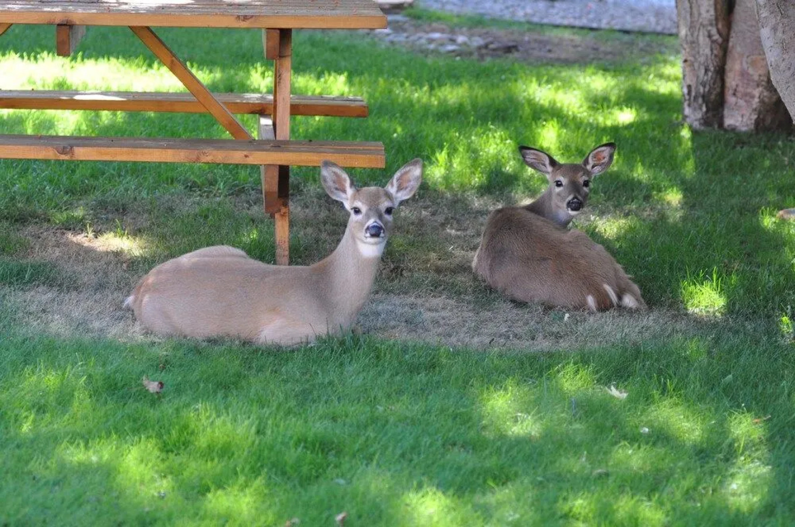 Western Traveller Motel