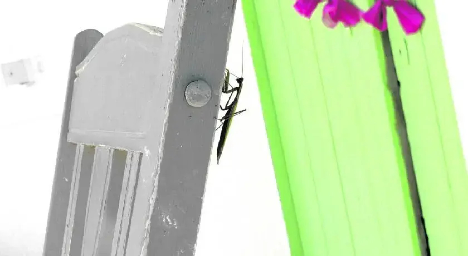 B&B Il Grillo dalle Ali Turkesi