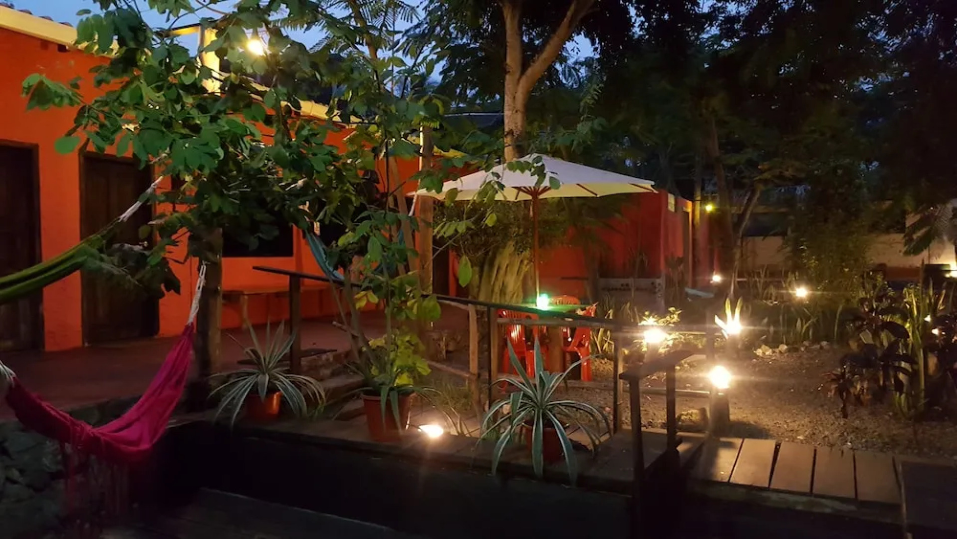 Galapagos Morning Glory