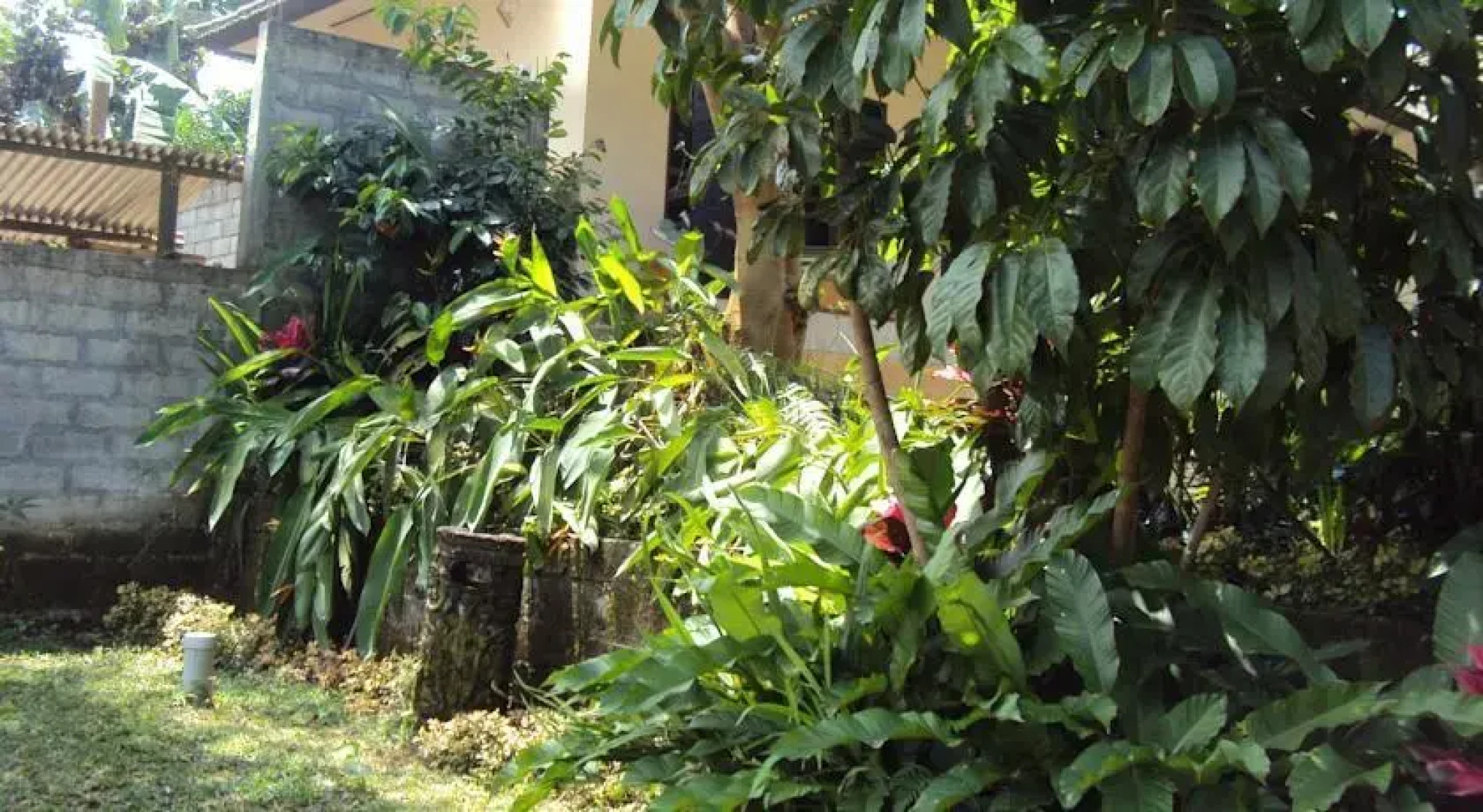 WAA Angsri Jatiluwih