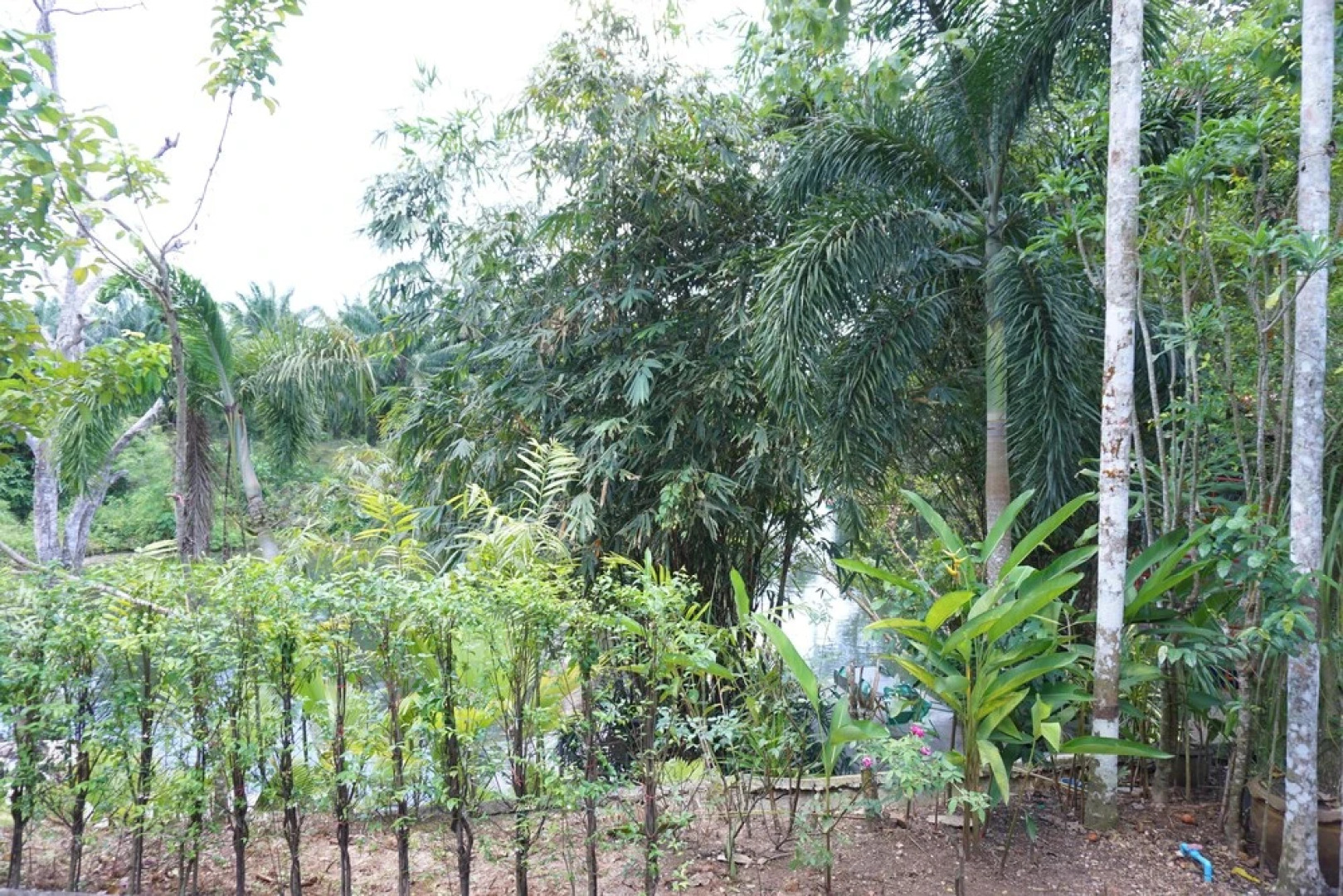 Krang Prong Resort and Took Kitchen