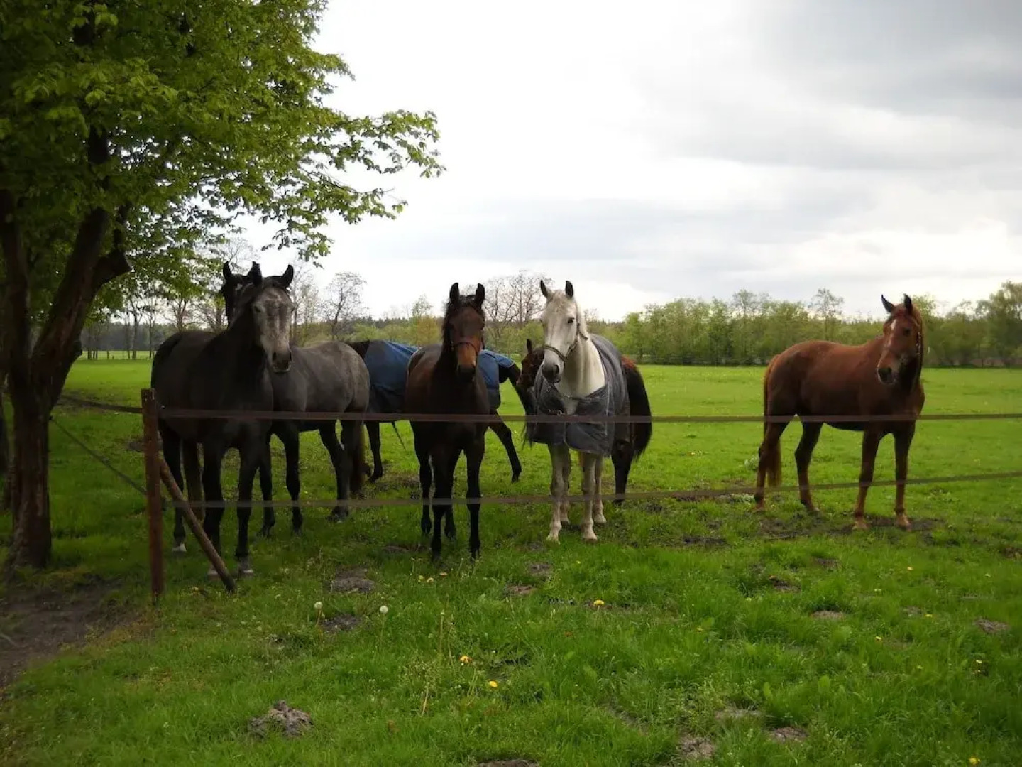 Spacious Farmhouse in HaselÃ¼nne Amidst the Forest