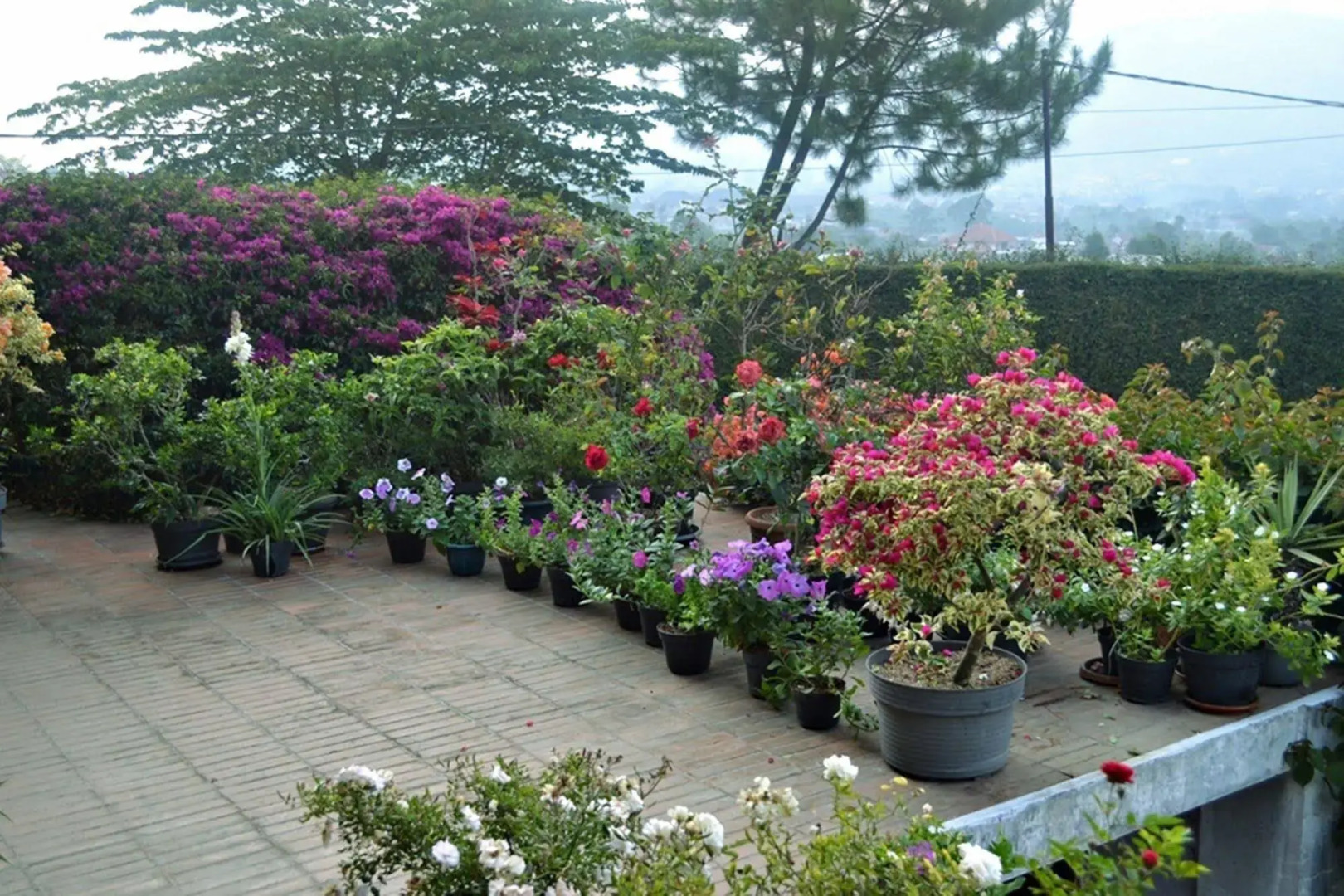 Vila Bunga Merah Gelatik